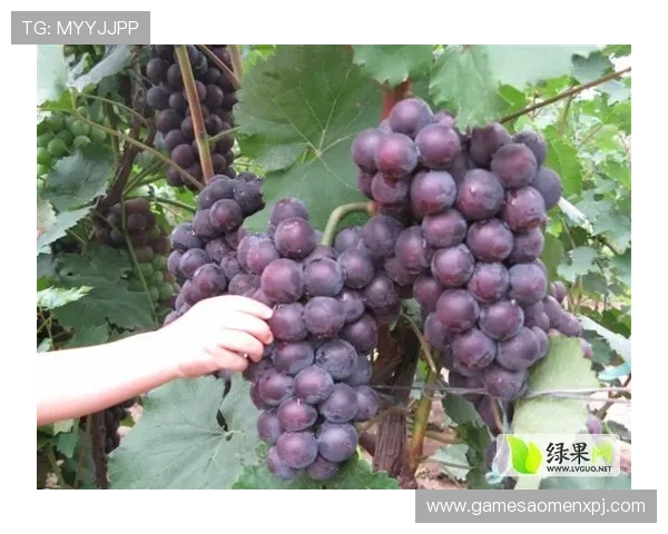 新葡葡萄京娱乐官网客服服务全方位保障，解决玩家在游戏中遇到的各种问题与疑问